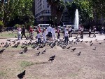 Pombos na Plaza de Mayo em Buenos Aires