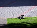 Esse é um cachorro de rua tomando sol em um gramado de Santiago; olha que pose!